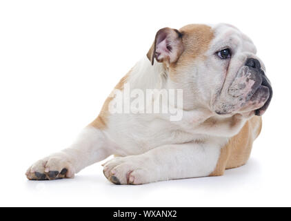 Englische Bulldogge Hund lookig weg von der Kamera, auf weißem Hintergrund Stockfoto