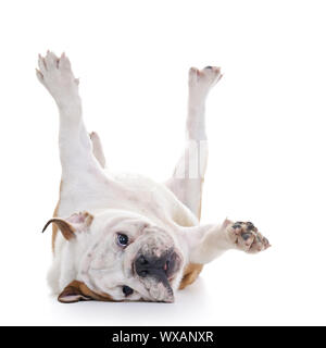 Englische Bulldogge überrollen Boden, Kopf verlegen, high-key Stockfoto