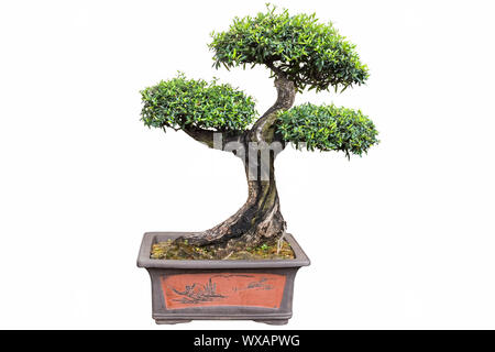 Bonsai Baum von Olea europaea Stockfoto