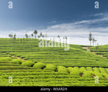 Tee Plantage im Frühjahr Stockfoto