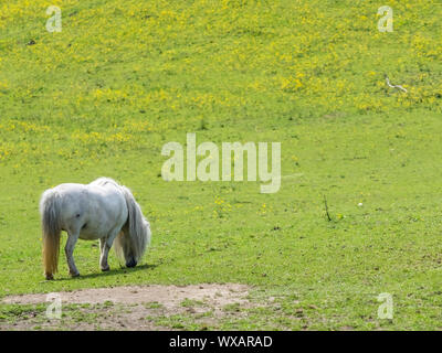 White Pony Beweidung auf einer grünen Wiese Stockfoto