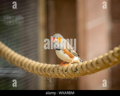 Tropische Zebra Finch Vogel in einem Käfig Stockfoto