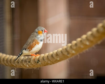 Tropische Zebra Finch Vogel in einem Käfig Stockfoto