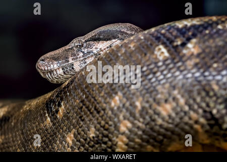 Kopf und Schwanz der eine große schwarze Schlange Stockfoto