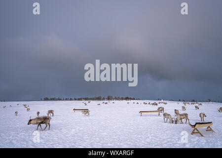 Herde Rentiere auf der Suche nach Essen im Schnee Stockfoto