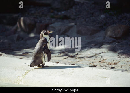 Der Pinguin steht und gerade aussieht. Copyspace Stockfoto