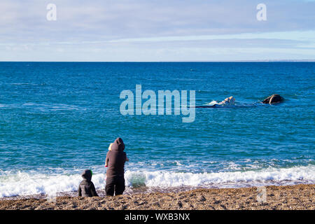 Puerto Madryn, Provinz Chubut - Argentinien: ca. Juni 2015: Touristen beobachten Zwei Southern Right Wale, einer von ihnen albina am Strand von Doradillo Stockfoto