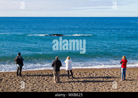 Puerto Madryn, Provinz Chubut - Argentinien: ca. Juni 2015: Touristen beobachten Southern Right Wale, am Strand von Doradillo, Puerto Madryn Stockfoto