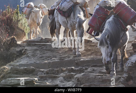 Pferde, die Last auf einer Straße in Nepal Stockfoto
