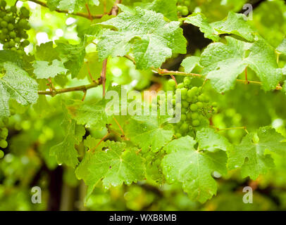 Reifenden weißen Trauben im Weinberg in Neuseeland Stockfoto