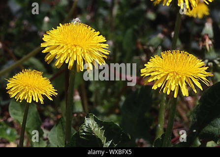 Gelber Löwenzahn als Wiese Blume auf der Weide Stockfoto