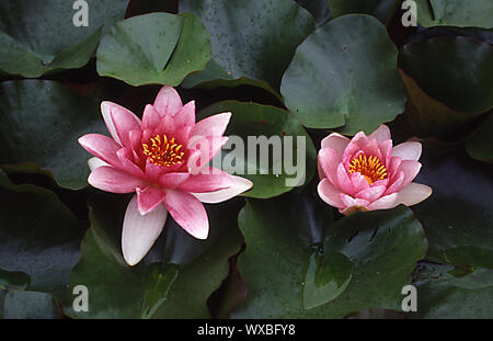 Rosa Seerosen schwimmen auf Teich Stockfoto