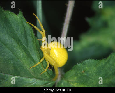 Gelbe crab Spider in lauern Position auf Blatt Stockfoto