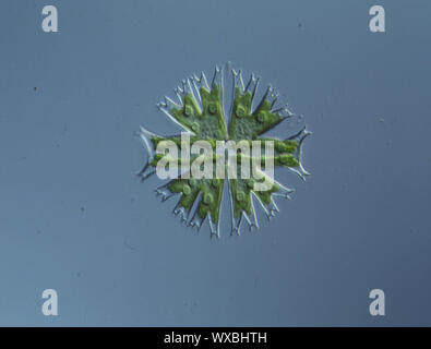 Dekorative alge Micrasterias in Wasser fallen 100 x Stockfoto