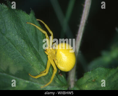 Gelbe crab Spider in lauern Position auf Blatt Stockfoto