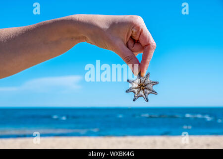 Hand, die kleine Seesterne gegen Ocean Beach in hellem Sonnenlicht - geringe Tiefenschärfe Stockfoto