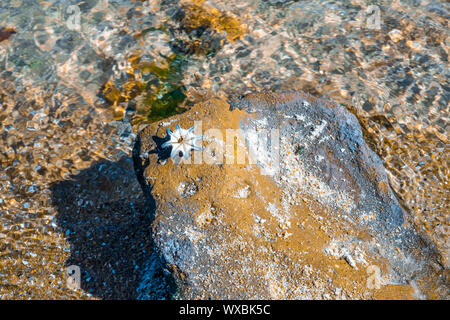 Auf strukturierte Rock in der Nähe von flachen Meer Wasser in hellem Sonnenlicht Starfish Stockfoto