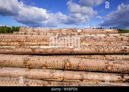 Stapel von Holz im Wald Stockfoto