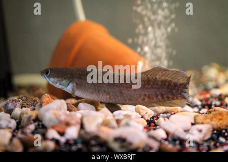 Detail einer Schlamm-Kopf Fische im Aquarium Stockfoto