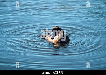 Reiherente Fütterung unter den pondweed), sauber Federn Stockfoto