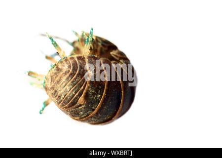 Der SOW-Bug (Holz Laus) in ultra close-up Stockfoto