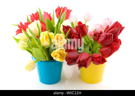 Bunte Tulpen in kleinen Eimern isoliert auf weiß Stockfoto