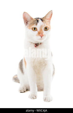 Malaysische kurzen Haaren Katze auf weißem Hintergrund Stockfoto
