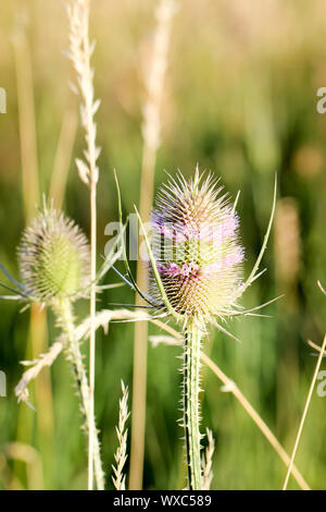 Eine Nahaufnahme einer Wild Card, Distel Stockfoto