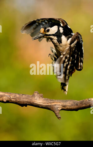 Buntspecht Stockfoto