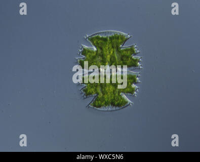 Dekorative alge Micrasterias in Wasser fallen 100 x Stockfoto