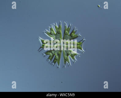 Dekorative alge Micrasterias in Wasser fallen 100 x Stockfoto