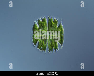 Dekorative alge Micrasterias in Wasser fallen 100 x Stockfoto