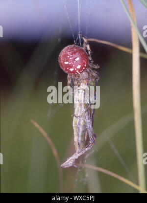 Rot vier Spots kreuz Spinne frisst Heuschrecke Stockfoto