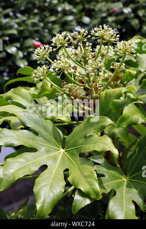 Zimmeraralie (Fatsia japonica, Sohn. Japonica, Aralia Aralia sieboldii) im Garten Antonio Borges Stockfoto