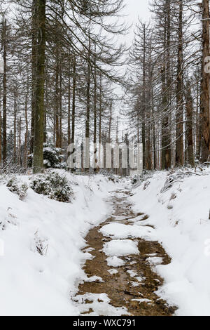 Nationalpark Harz der Oderteich im Winter Stockfoto