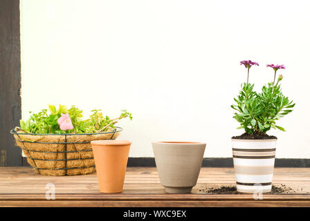 Drei Blumentöpfe in einer Reihe, schöne Lila Blume gepflanzt im Topf, Korb voller Blumen im Hintergrund Stockfoto