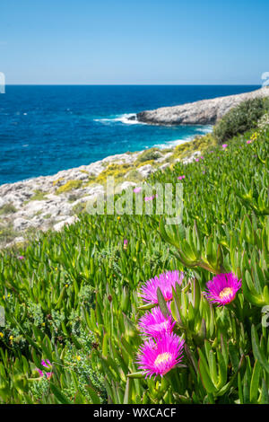 Rosa flowres wachsenden am Ufer in Porto Limnionas Stockfoto