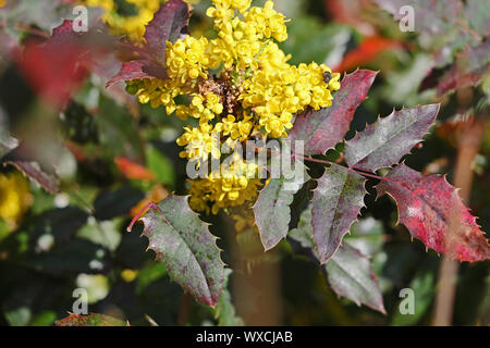 White tailed bumble bee oder Hummel Lat. bombus lucorum Ähnlich bombus terrestris Familie apidae Fütterung auf einem gelben Holly oder ilex Blume Stockfoto