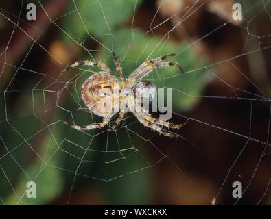 Garden Spider lauert in der Bike net auf Beute Stockfoto