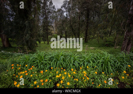 Gelbe Blumen wachsen auf Wald Seite Stockfoto