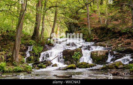 Selke Wasserfall im Harz Stockfoto