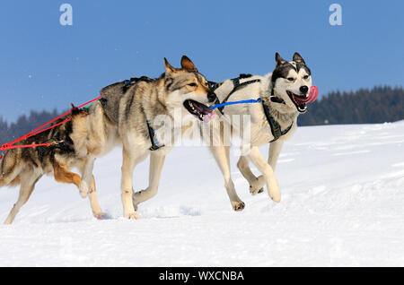 sportliche Hunde-Team läuft im Schnee Stockfoto