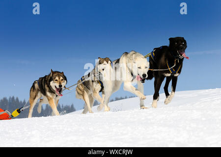 sportliche Hunde-Team läuft im Schnee Stockfoto