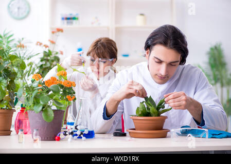 Zwei junge Botaniker im Labor arbeiten Stockfoto