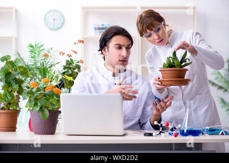 Zwei junge Botaniker im Labor arbeiten Stockfoto