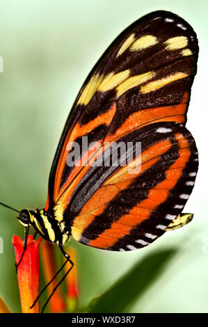 Große Tiger Schmetterling sitzt auf einer Blume Stockfoto