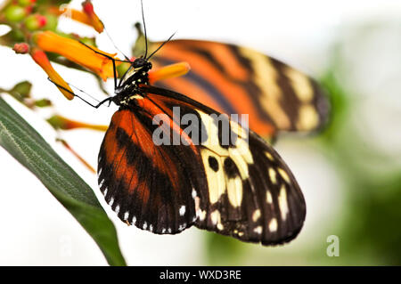 Große Tiger Schmetterling sitzt auf einer Blume Stockfoto