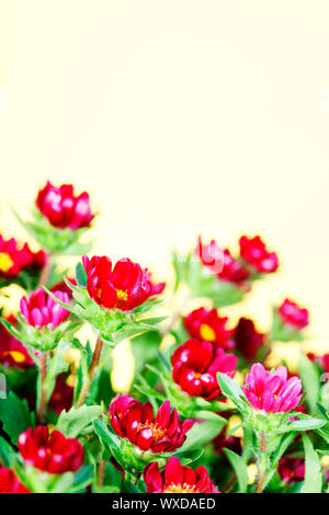 Bouquet von frischen wilde rote Blumen Stockfoto