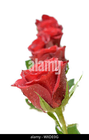 Fünf rote Rosen in einer Reihe mit Wassertropfen auf Sie, auf einem weißen Hintergrund. Stockfoto