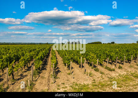 Weinbergen von Saint Emilion, Bordeaux, Frankreich Stockfoto